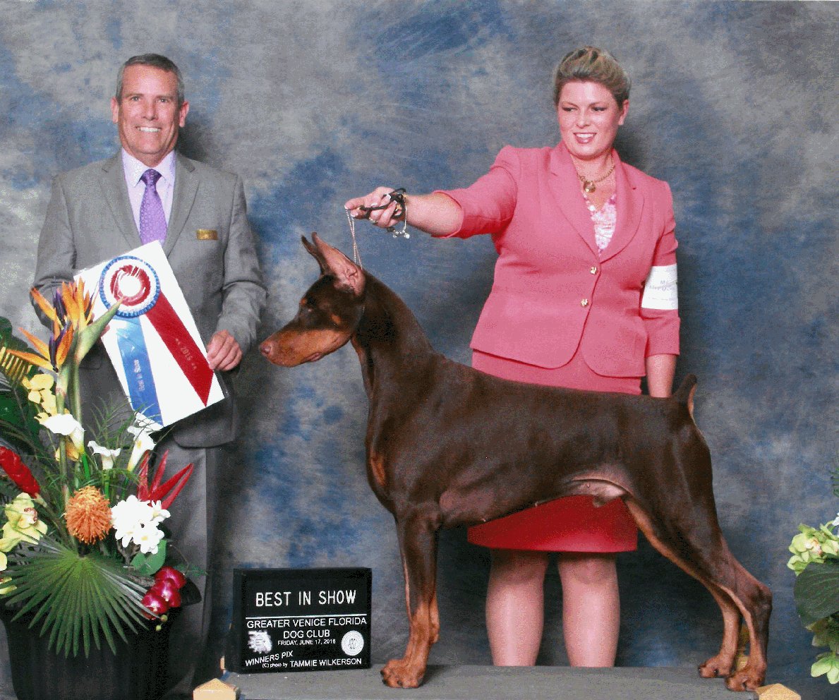 mistel doberman breeders ten generations of healthy doberman